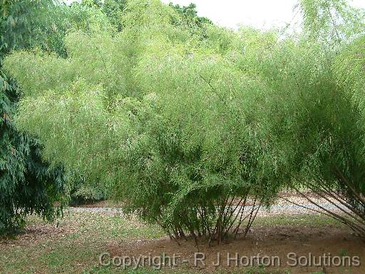 Bamboo Otatea  (Mexican weeping) 